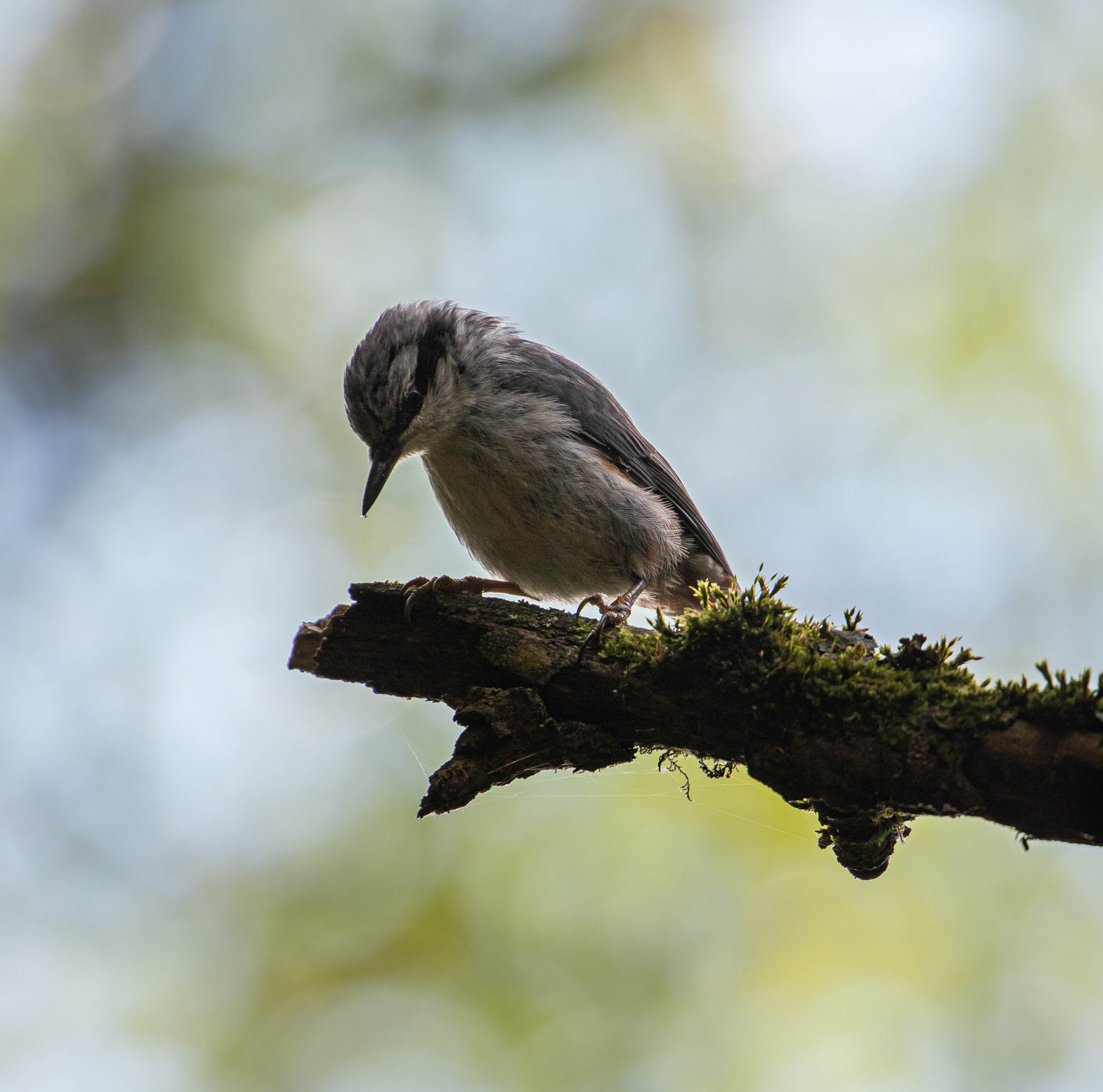 Поползень поползень птица nuthatch