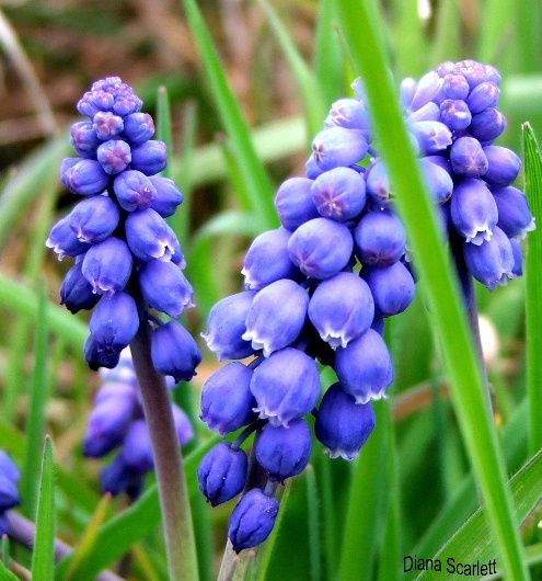 Весенний привет Grape Hyacinth, Цветы, весна