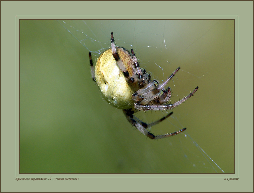 Крестовик ( 2 ) Паук Крестовик Araneidae
