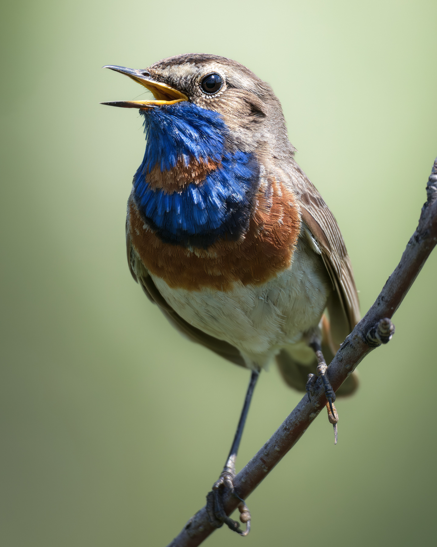 Варакушка (Luscinia svecica) 