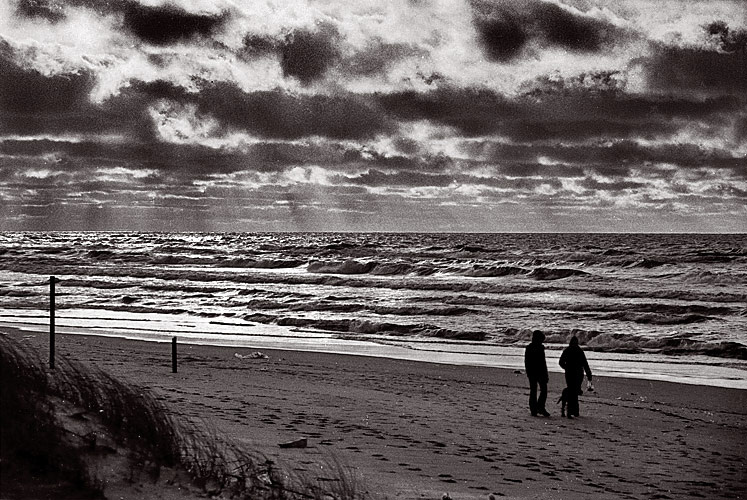 white horses 