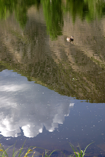 in the lake 
