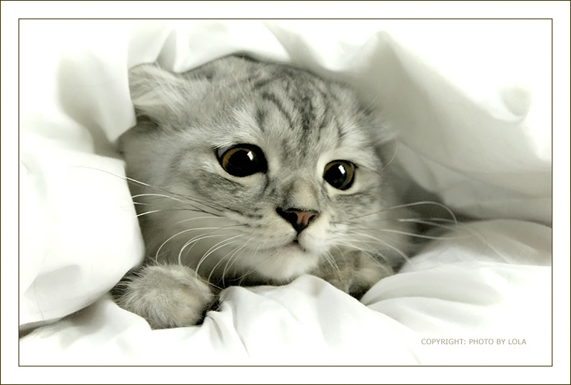 уси-пуси кот котенок кошка котик