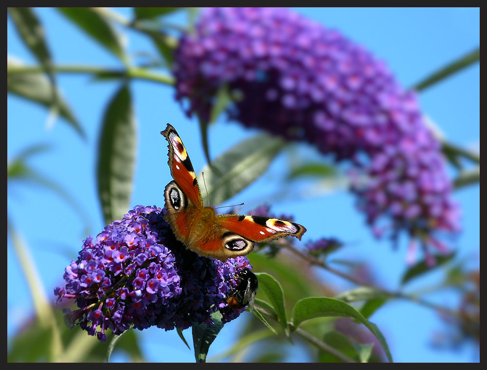 Butterfly on her favorite flower 