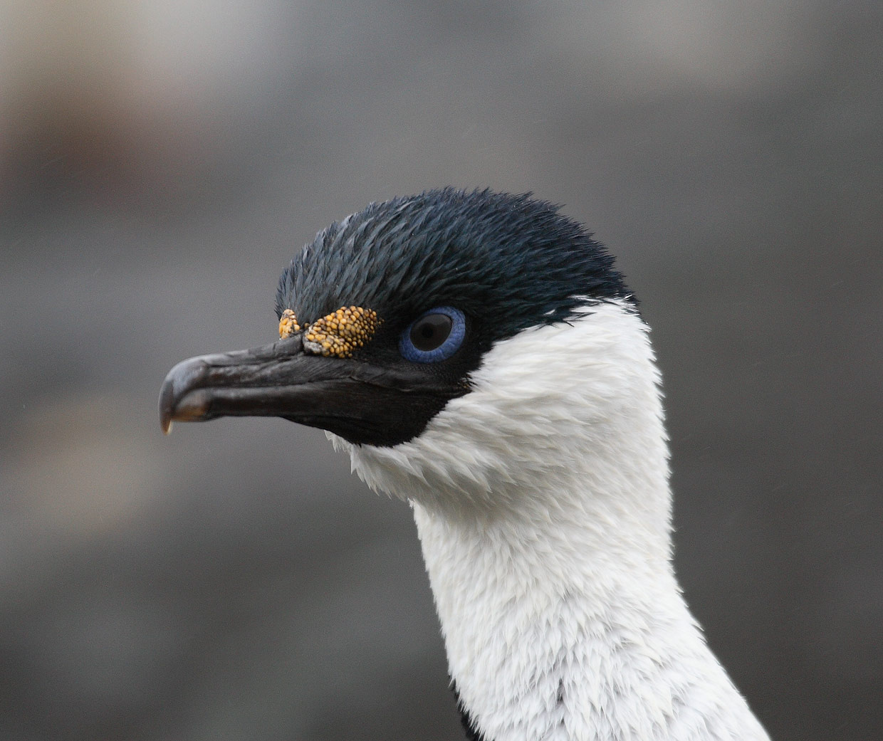 Blue-eyed shag.Portrait Blue-eyed shag Aitcho
