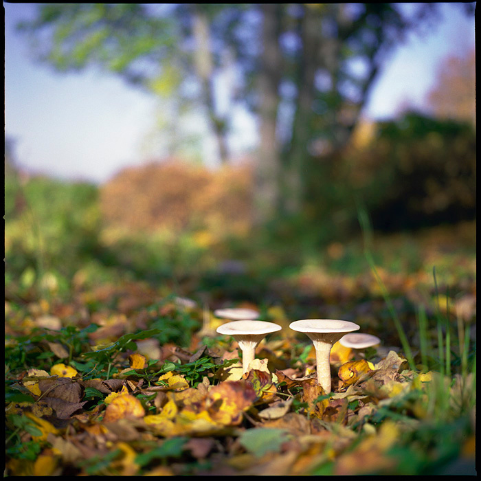 Медитативный пейзаж с грибочками Hasselblad