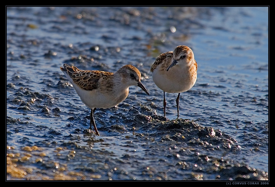 Кулик-воробей. 3 - И как Вам местные грязи? Кулик-воробей Calidris minuta