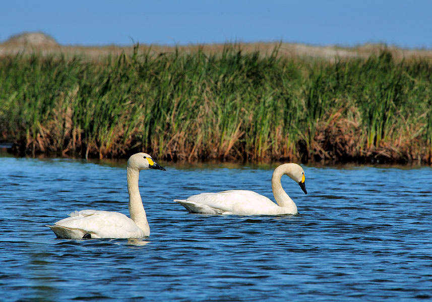 Лебедушки Малый лебедь, Cygnus bewickii, Bewick’s Swan, Tobseda, Barents Sea, Arctic