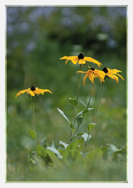 Дикая нежность... нежность, солнце, цветы
