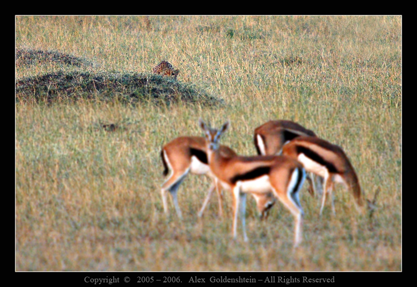 За две секунды до неудачи... Гепард Acinonyx-jubatus
