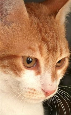 Cat's tears... cat cry tears