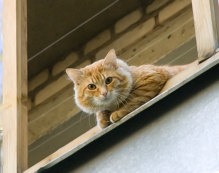 Птичку гарантируешь? кот балкон