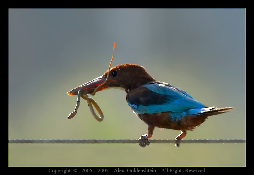 Белогрудый зимородок с \"уловом\". White-breasted Kingfisher (Halcyon smyrnensis).