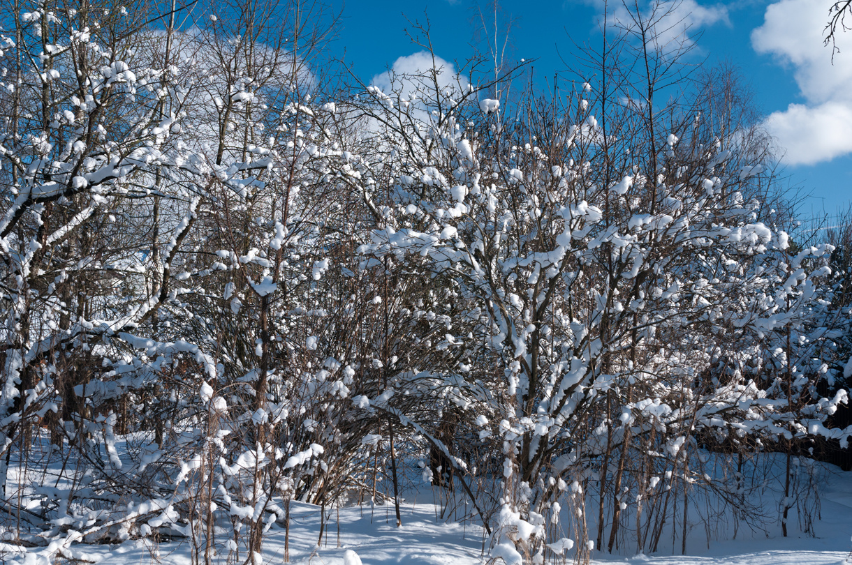 Snowy day 
