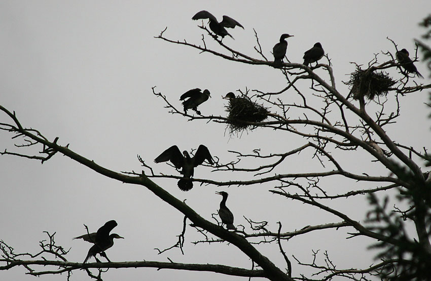 Birds Birds