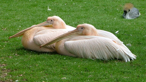 pelikani 