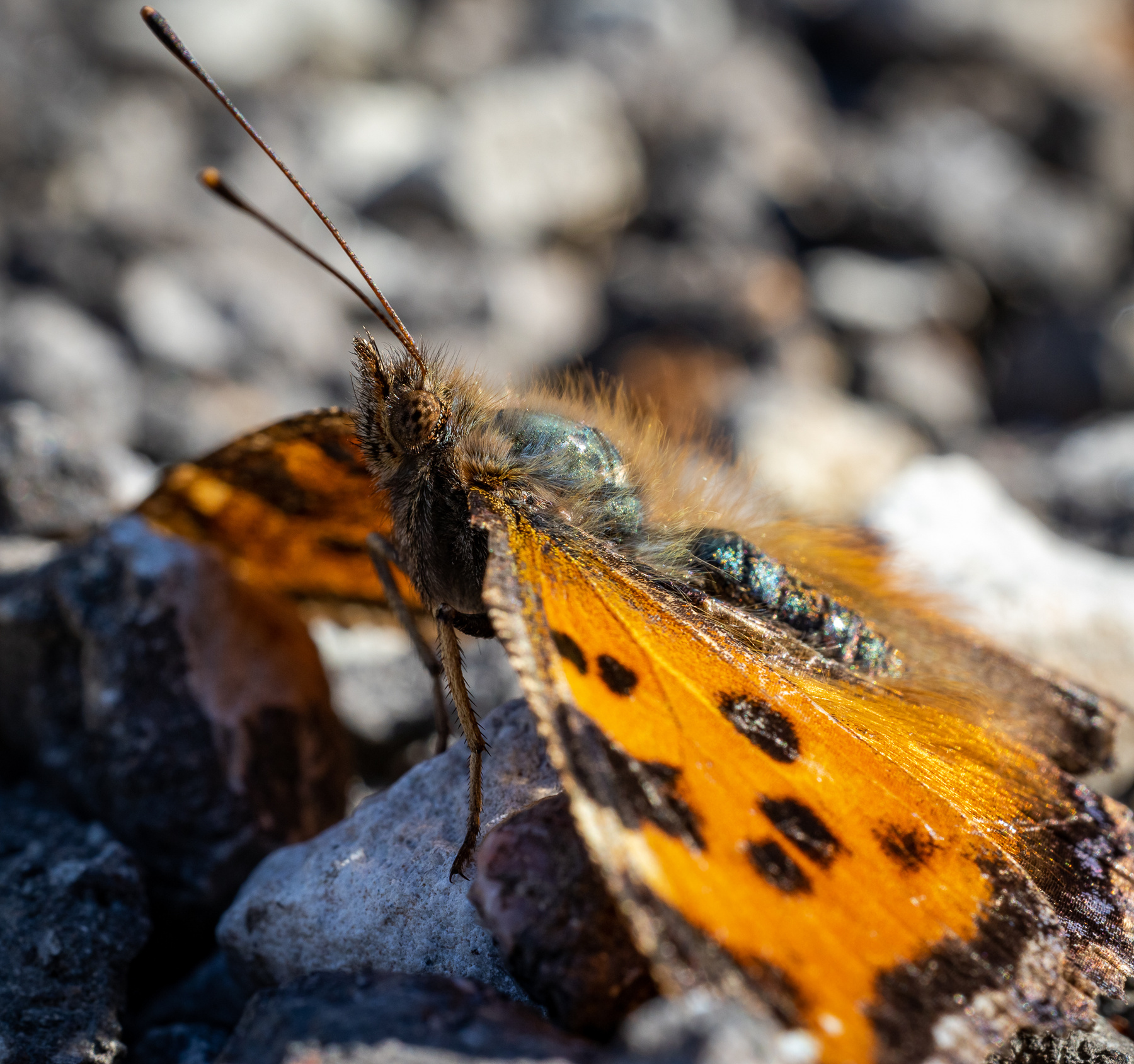 Весенняя фея макро бабочка Nymphalis xanthomelas