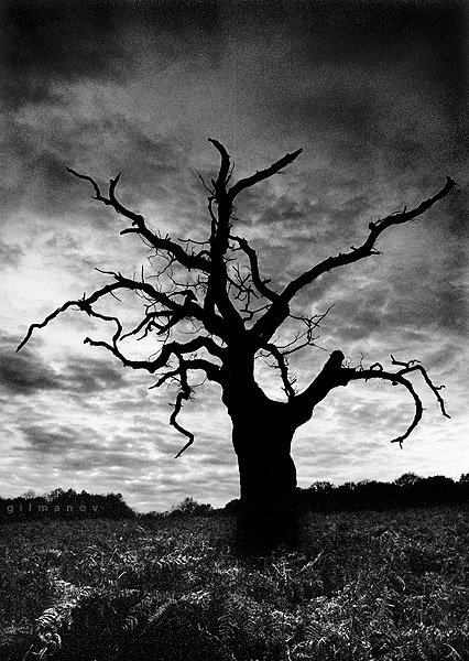 Richmond Park 