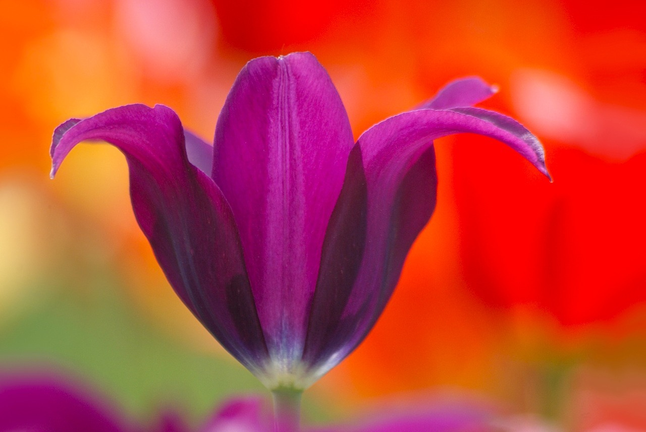 Король оранжевого мая тюльпан тюльпаны весна май tulips tulip цветы цветение