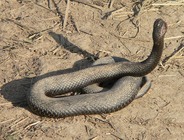 Гадюка Никольского (Vipera nikolskii) змея, гадюка, никольского, vipera