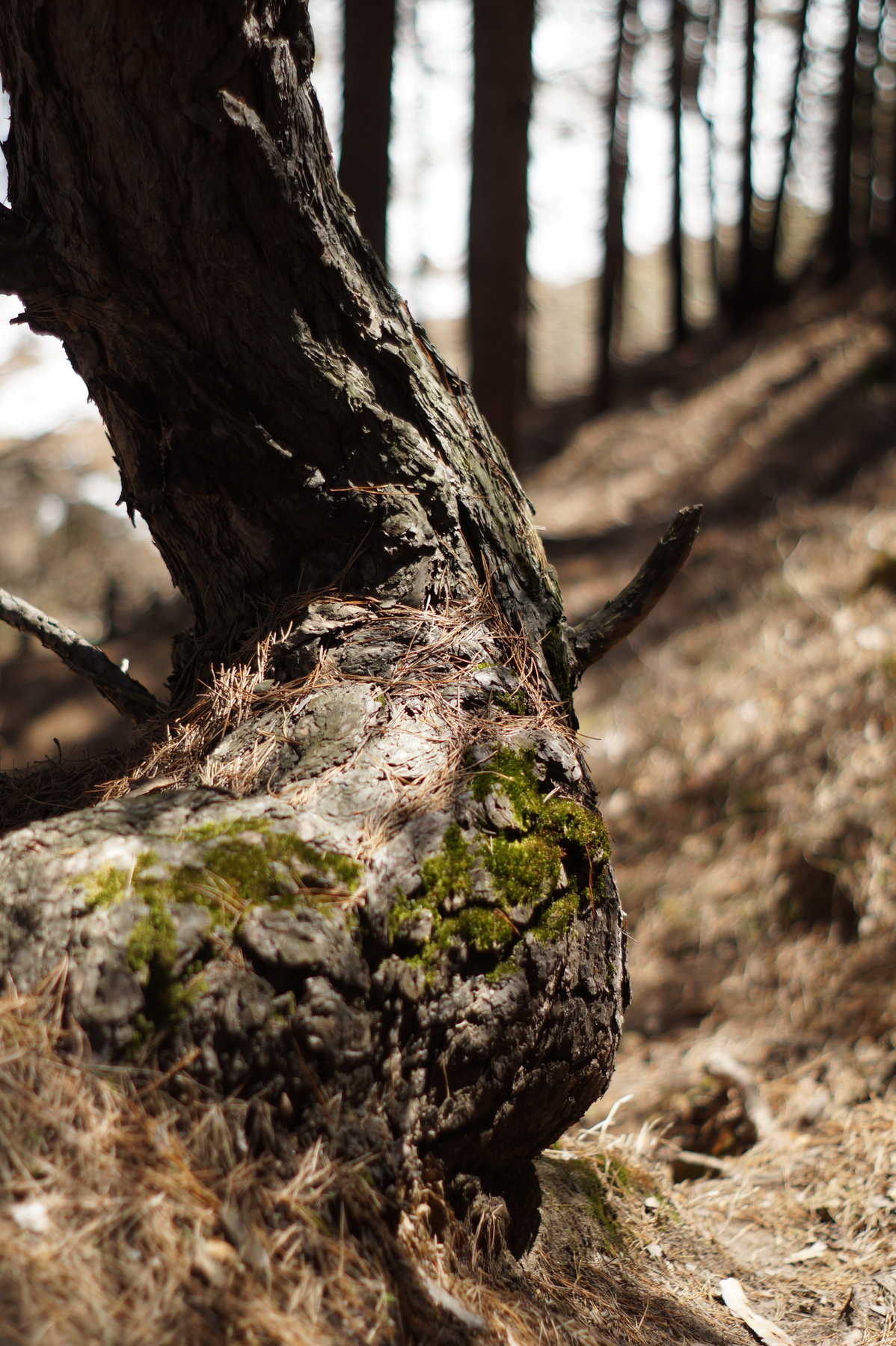 tree лес природа весна дерево