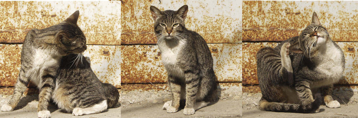 Модель и блохи кот кошка животные