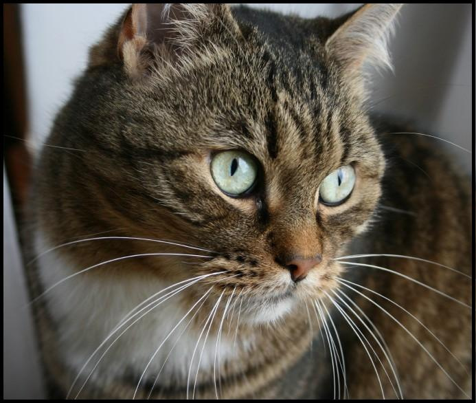 ..это жизнь... кот