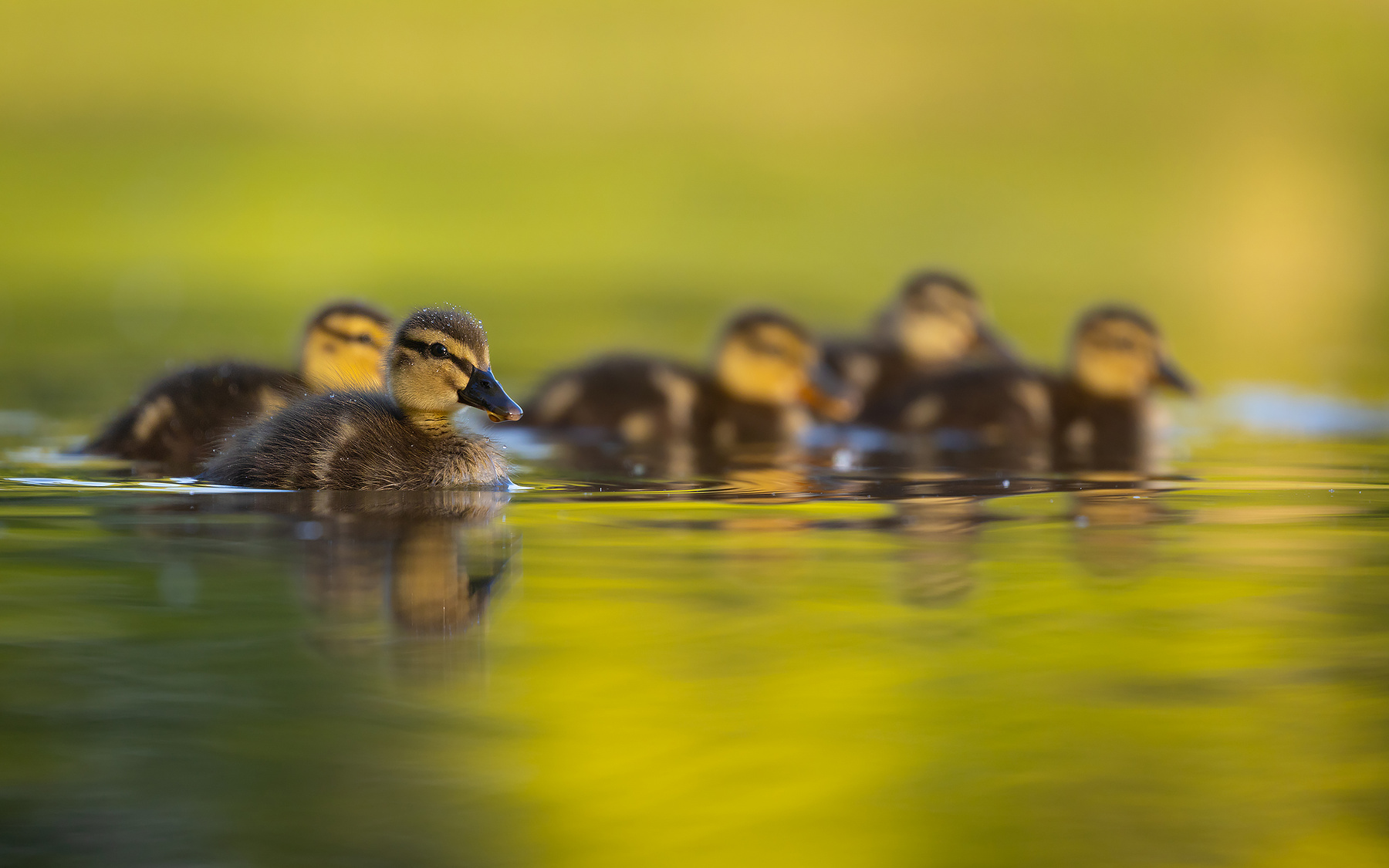 Ducklings 