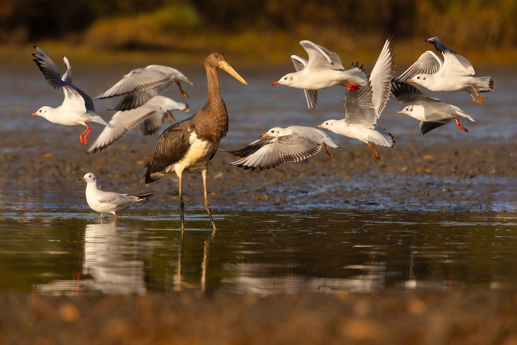 Black stork 