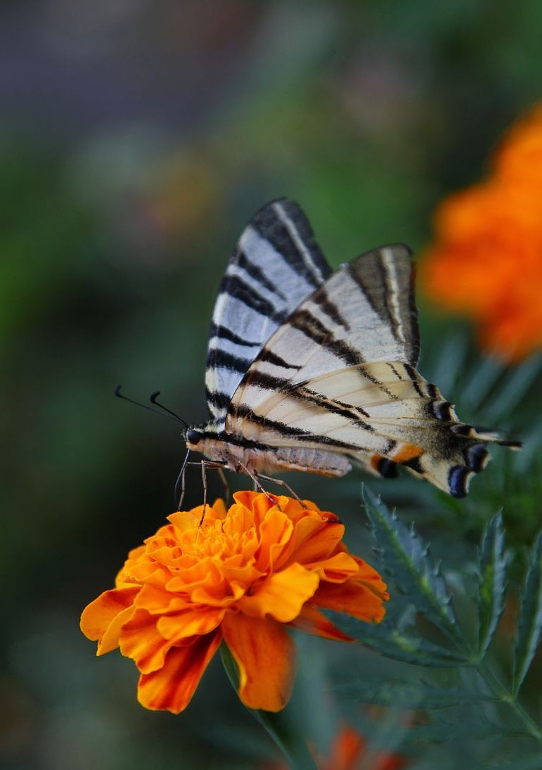 black&white butterfly on the orange flower 