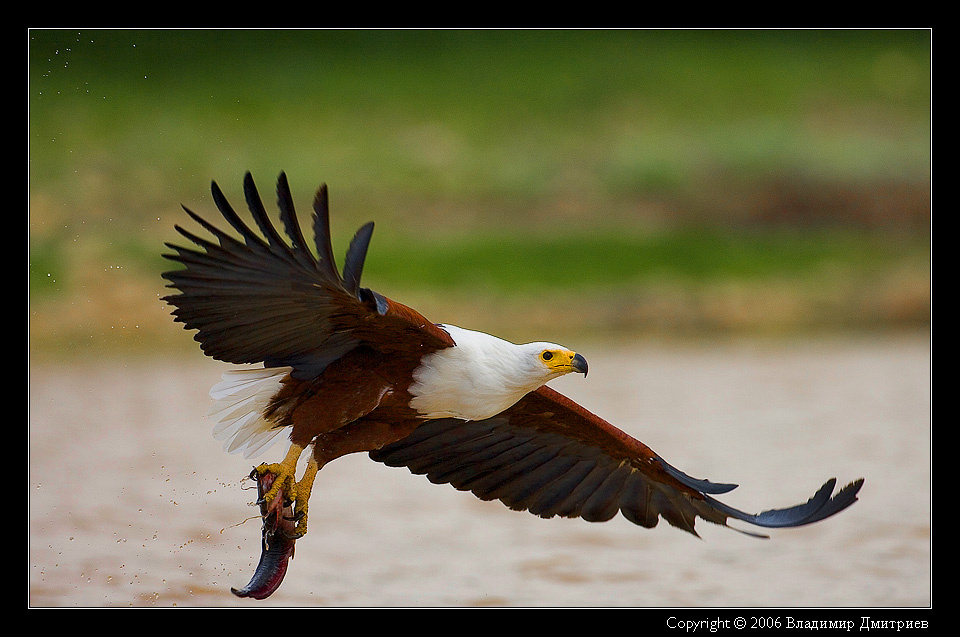 Удачная охота! African Fish Eagle удачная охота орлан-крикун  Haliaeetus vocifer