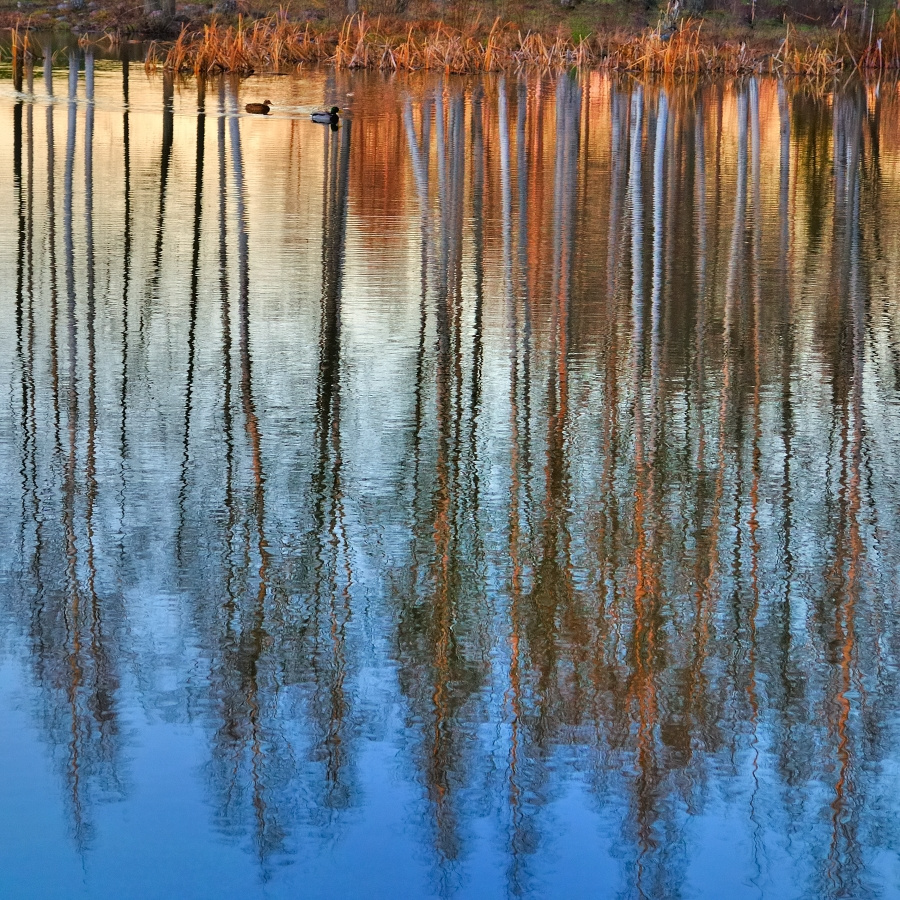 Вечереет. Ноябрь закат ноябрь пруд парк утки Хельсинки  sunset November pond Helsinki Finland