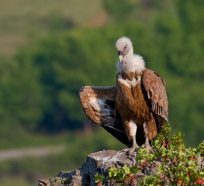 Эксгибиционист Сип белоголовый (Gyps fulvus)