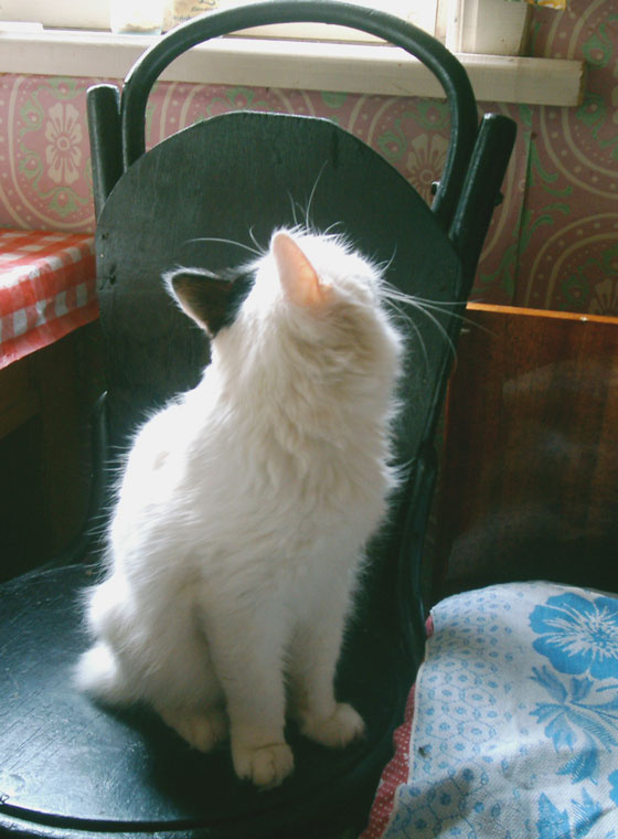 кот -старичок кот