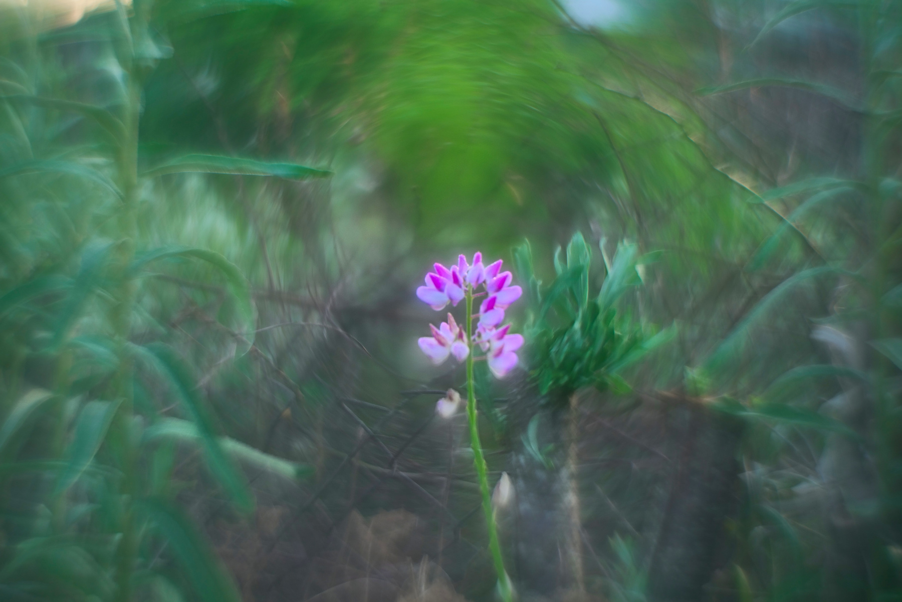 В кружениях июля июль цветы