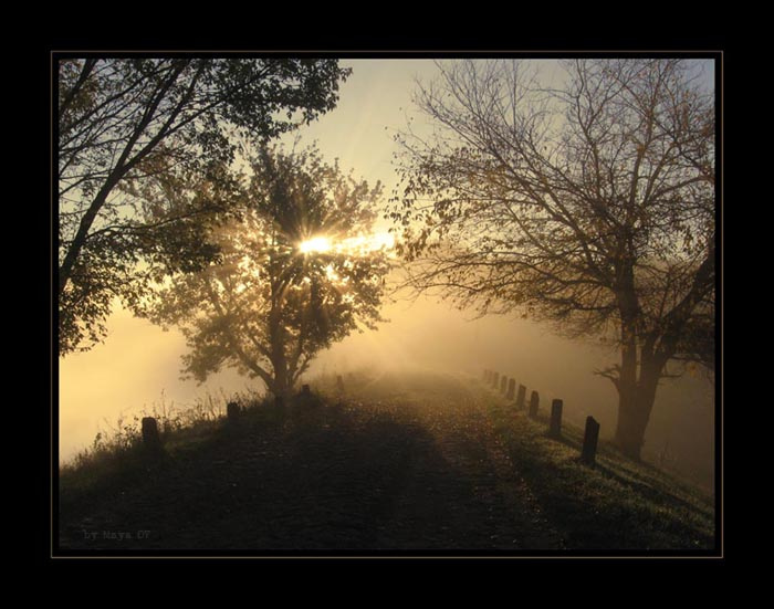 Дорога дорога, туман, природа