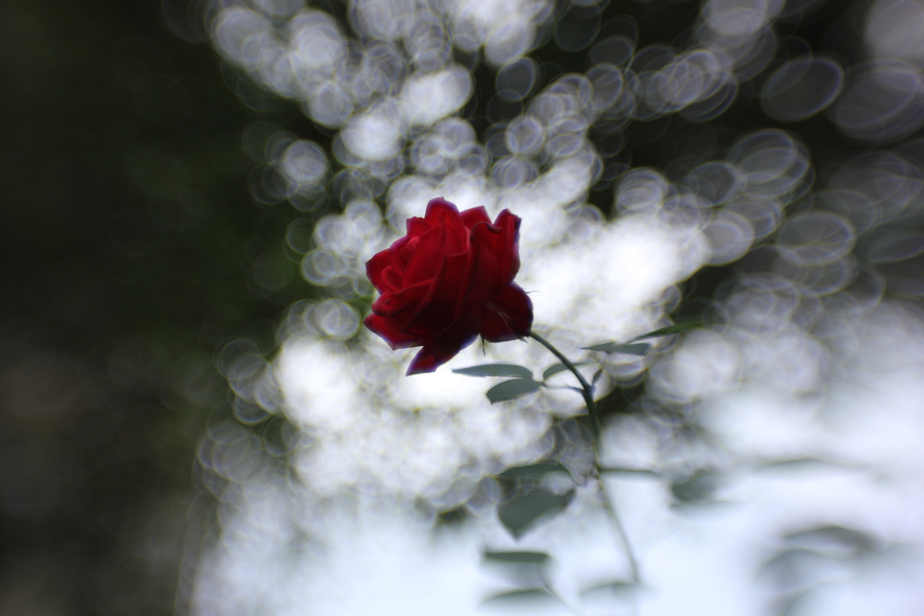 Королева цветов. Ленсбеби,природа,цветы