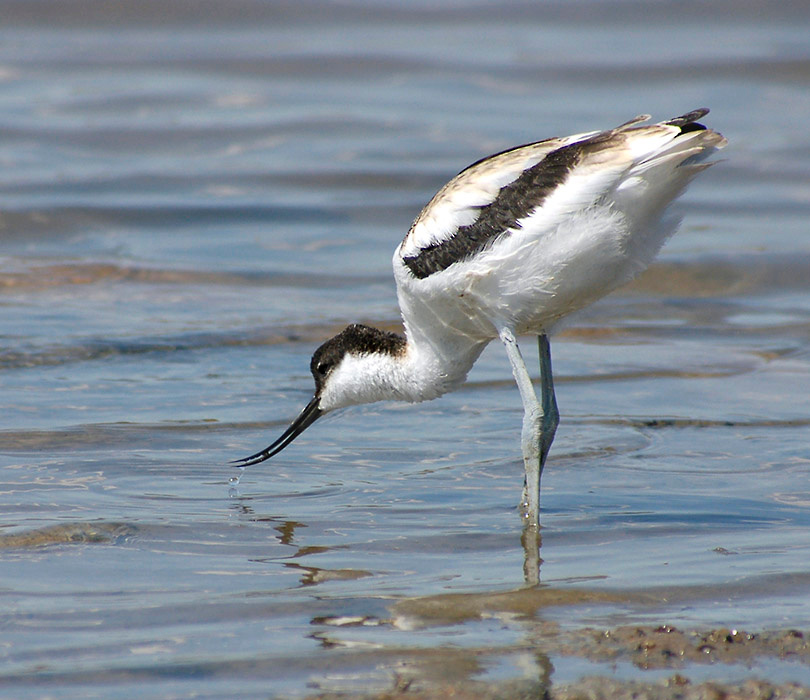 ШИЛОКЛЮВКА (Recurvirostra avocetta) шилоклювка Recurvirostra avocetta