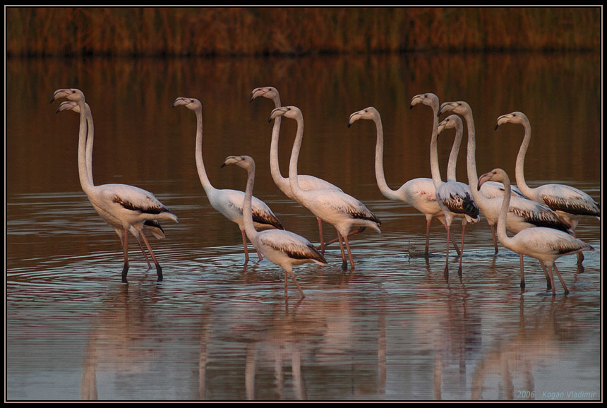 Фламинго в ожидании заката Flamingo