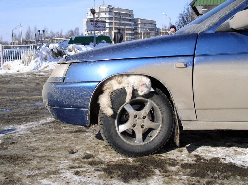 ...А всего-то хотел погреться... кот колесо