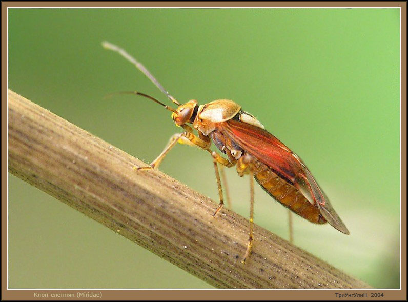 Клопандроид антенноидный клоп слепняк Miridae