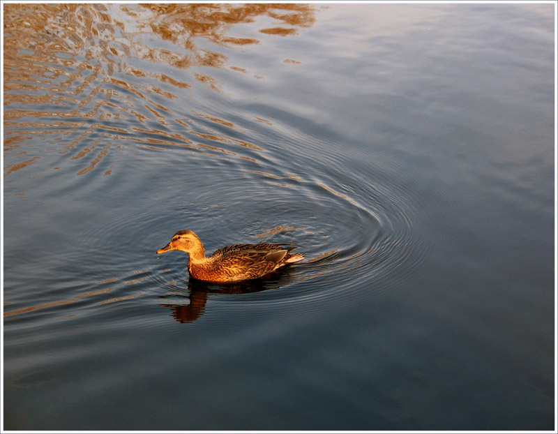 Duck 