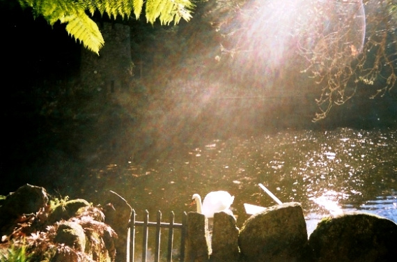 swan 