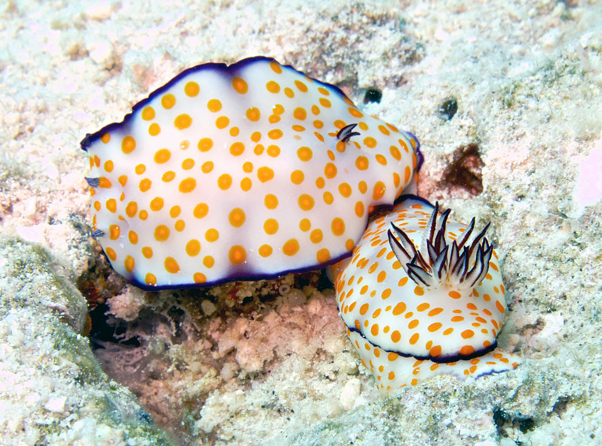 Коронованная яичница голожаберный молюск красное море дайвинг макрофото макрушники