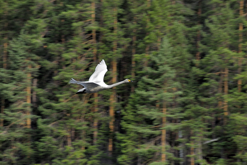 МАКС 2007 