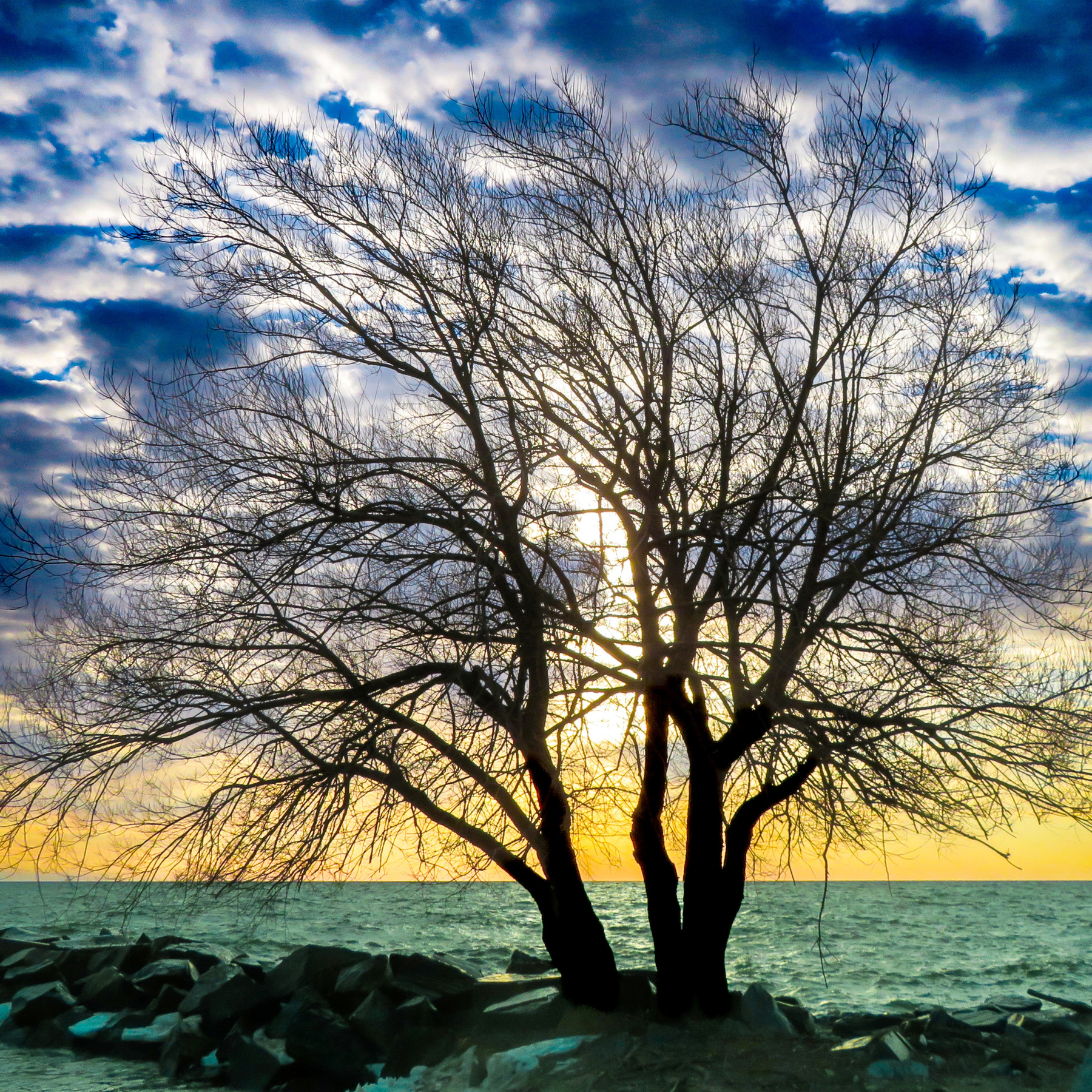 Дерево на рассвете дерево небо пейзаж природа восход силуэт рассвет