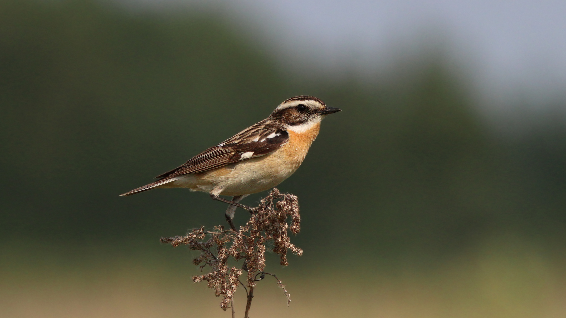 Луговой чекан Луговой чекан Saxicola rubetra Whinchat