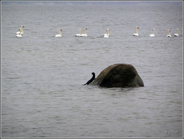 Природа отношений море лебеди норка валун