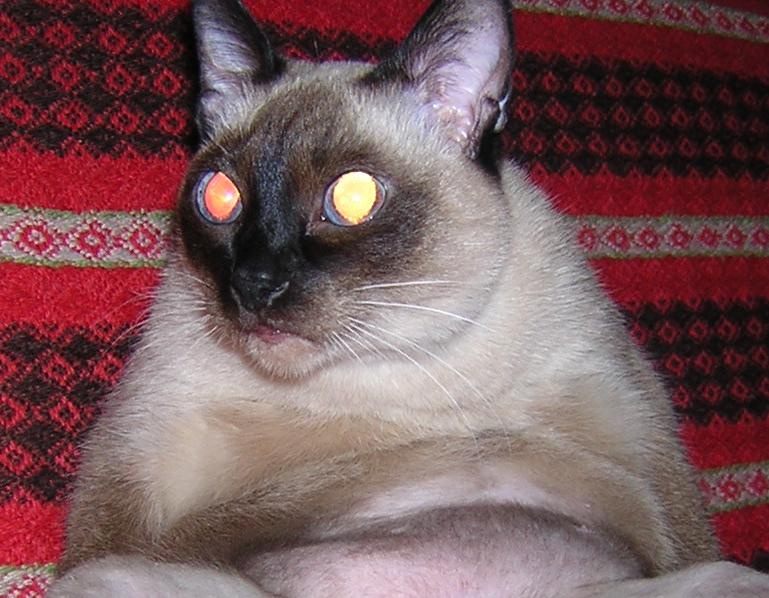 мой котик кот