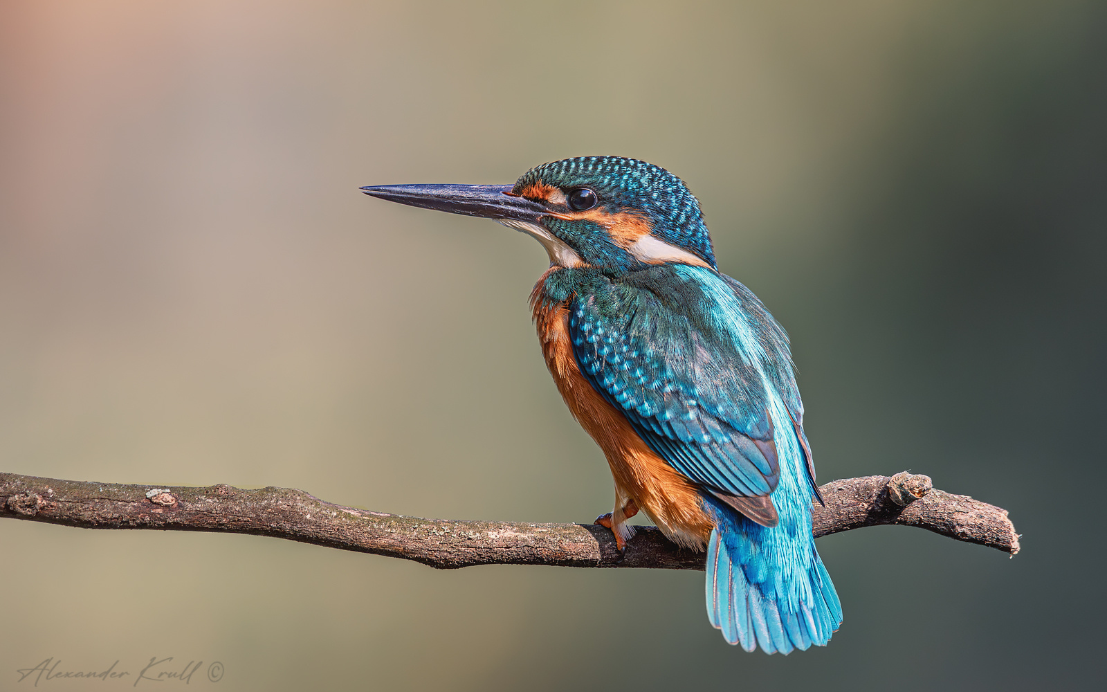 Синий хвостик зимородок обыкновенный alcedo atthis